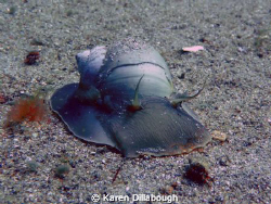 A moon snail at Paddy's Head in Halifax NS. Taken with a ... by Karen Dillabough 
